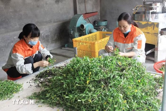 (Ảnh minh họa Thu Hoài/TTXVN)