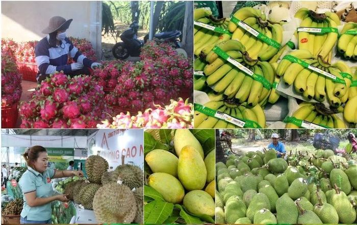Xuất khẩu rau quả đang ngày càng tăng và mở cửa ra thêm nhiều các thị trường. (Ảnh: PV/Vietnam+)