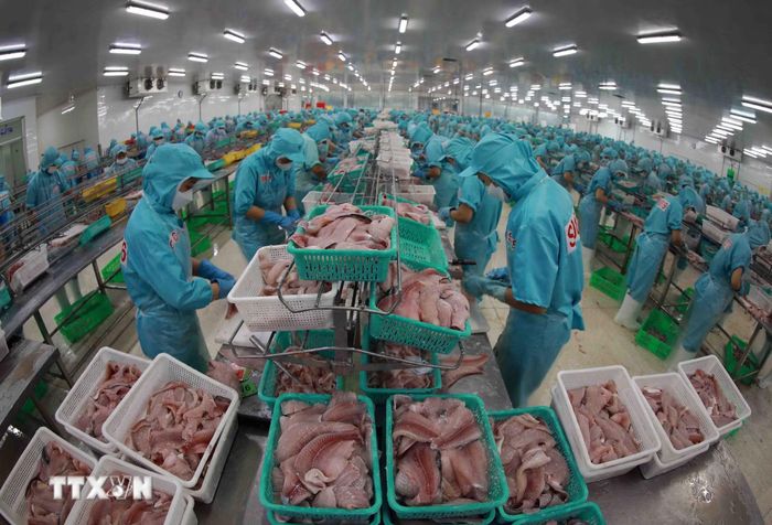 Chế biến cá tra xuất khẩu tại nhà máy của tập đoàn Sao Mai (An Giang). (Ảnh: Vũ Sinh/TTXVN)