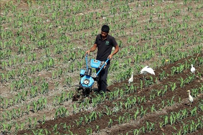 Nông dân làm việc trên cánh đồng ở Kafr El-Sheikh, Ai Cập. Ảnh minh họa: THX/TTXVN phát