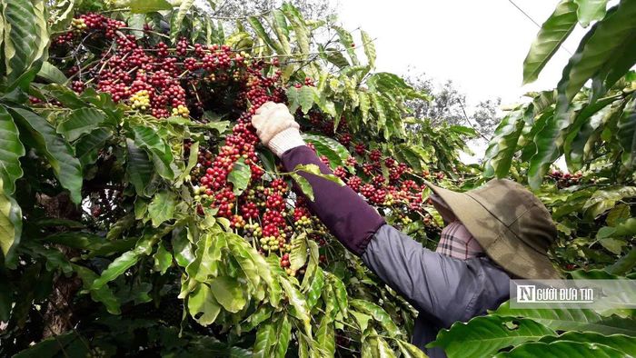 Gia Lai khẩn trương rà soát, cấp mã số vùng trồng cho các diện tích cà phê trên địa bàn tỉnh. Ảnh: Kiến Văn