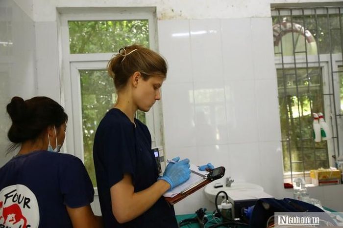 Chuyên gia quốc tế trực tiếp thăm khám sức khỏe cho các cá thể hổ Đông Dương.