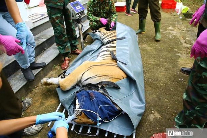 Một cá thể hổ được gây mê, cân trọng lượng trước khi vào khám sức khỏe.