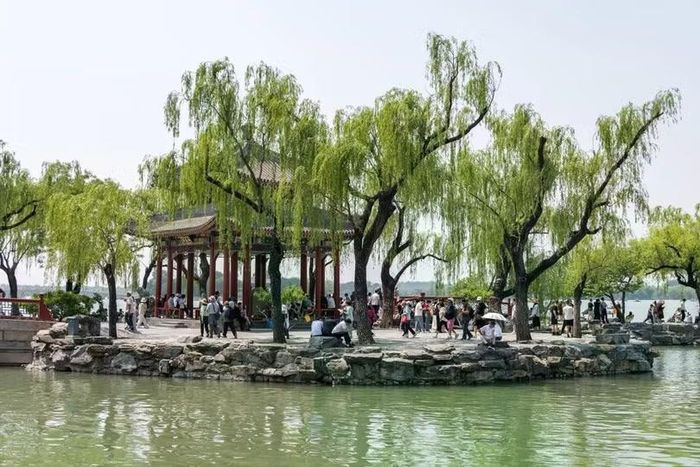 Bắc Kinh có số lượng cây liễu và cây dương cao bất thường. Ảnh: Shutterstock.