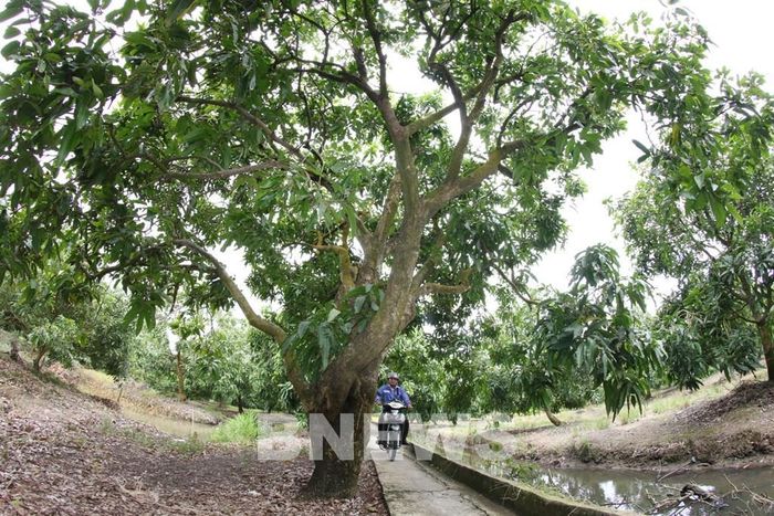 Với hơn 300 ha xoài cát Hòa Lộc, nằm trong vùng cây ăn trái rộng hơn 3.000 ha, xã Tân Hòa đang là một trong những địa phương trồng xoài lớn nhất của thành phố Cần Thơ. Ảnh: Duy Khương-TTXVN