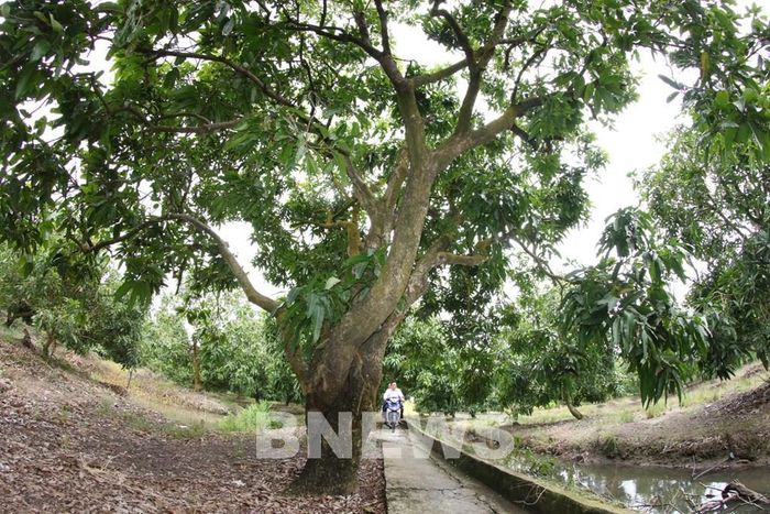 Nhiều cây xoài tại xã Tân Hòa, thành phố Cần Thơ có tuổi từ 15 đến 20 năm. Ảnh: Duy Khương - TTXVN