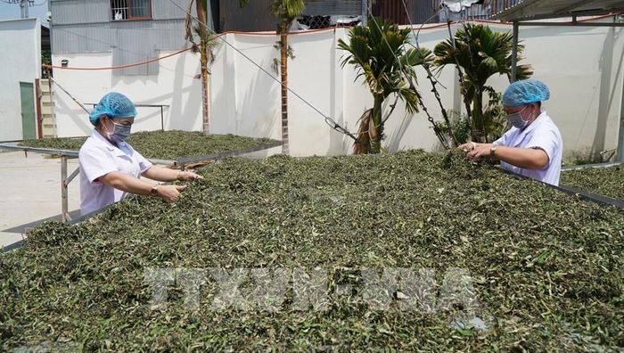 Công ty TNHH Sản xuất và thương mại Hương Sen Đồng Tháp (xã Thanh Bình) sản xuất trà từ nguồn lá sen tại địa phương. Ảnh: Nhựt An - TTXVN