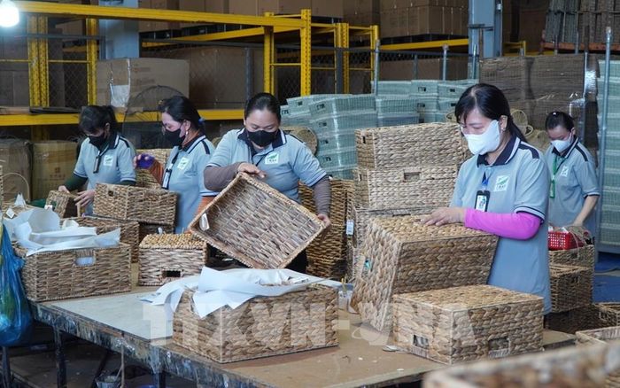 Hoạt động sản xuất tại Công ty TNHH Xuất nhập khẩu Bình An Thịnh (xã Tân Phước 1, tỉnh Đồng Tháp). Ảnh: Nhựt An - TTXVN