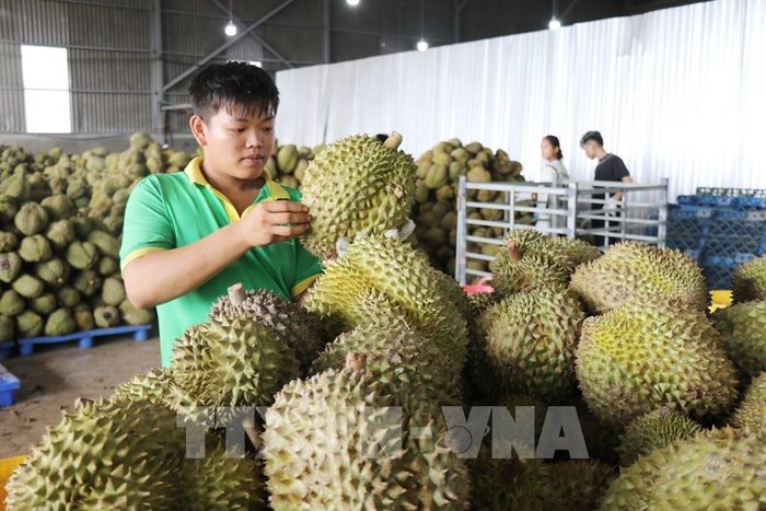 Sầu riêng được kiểm tra, phân loại theo tiêu chuẩn chất lượng tại kho của một doanh nghiệp trên địa bàn phường Đông Gia Nghĩa (tỉnh Lâm Đồng) phục vụ xuất khẩu. Ảnh: Nguyễn Huy Thành – TTXVN