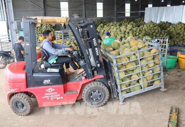 Sầu riêng được tập kết tại kho của một doanh nghiệp trên địa bàn phường Đông Gia Nghĩa (tỉnh Lâm Đồng) để phân loại phục vụ thị trường. Ảnh: Nguyễn Huy Thành – TTXVN