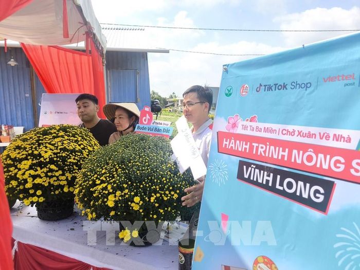 Phát sóng bán hàng trực tiếp sản phẩm cúc mâm xôi của nông dân Chợ Lách (Vĩnh Long). Ảnh: Huỳnh Phúc Hậu - TTXVN