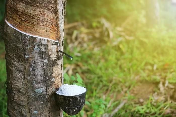 Giá cao su tại các doanh nghiệp lớn tại thị trường trong nước bình ổn
