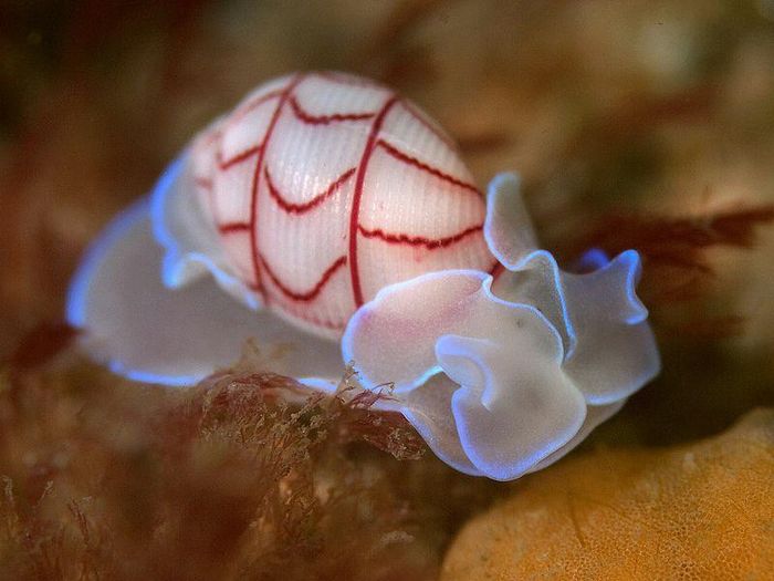 Ảnh: inaturalist