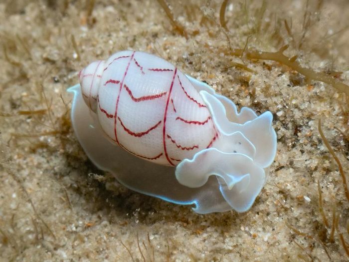 Ảnh: inaturalist