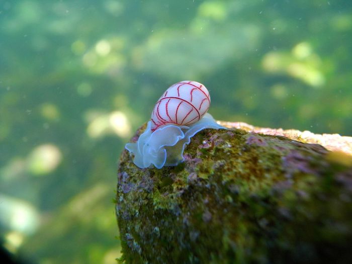 Ảnh: inaturalist