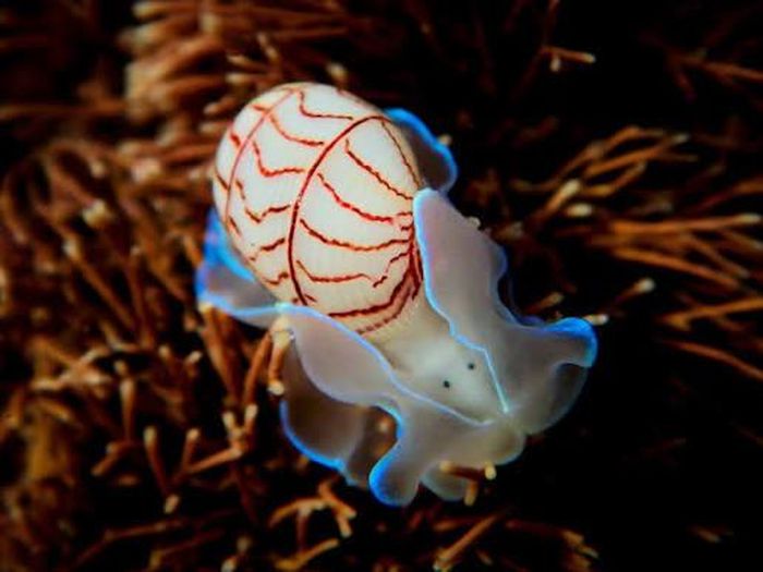 Ảnh: inaturalist
