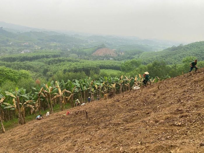 Nhiều hộ dân xã Thọ Bình đã bắt đầu chuyển đổi sang trồng nghệ nếp đỏ và tham gia liên kết sản xuất với hợp tác xã. Ảnh: Nguyễn Thuấn.