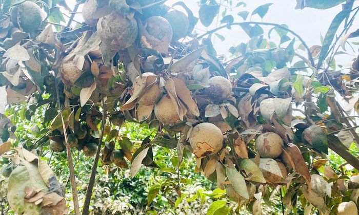 Vườn cam của gia đình chị Lâm Thị Bình, phường Phượng Sơn bị thiệt hại nặng sau lũ.