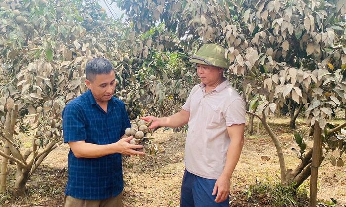 Lãnh đạo Chi cục Trồng trọt và Bảo vệ thực vật tỉnh kiểm tra, đánh giá khả năng phục hồi vườn cam của gia đình ông Lương Văn Tâm, tổ dân phố Hồ Đức Tân, phường Chũ.