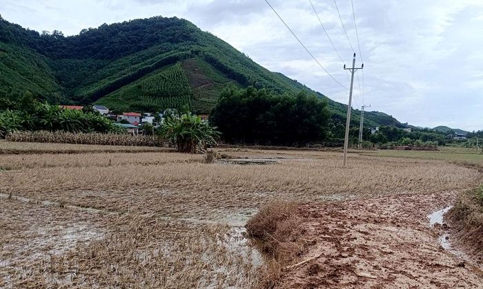 Cánh đồng lúa thôn Đình, xã Sơn Động bị thiệt hại nặng sau lũ.