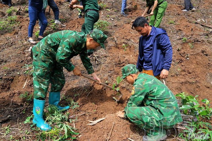 Cán bộ, chiến sĩ Đồn Biên phòng Nậm Nhừ hỗ trợ Nhân dân trồng cây cà phê.