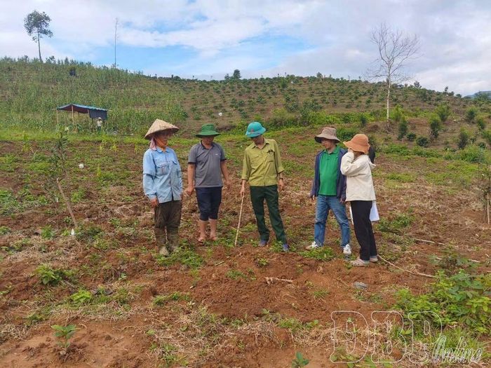Lãnh đạo xã Tuần Giáo kiểm tra diện tích trồng mới mắc ca, cà phê.