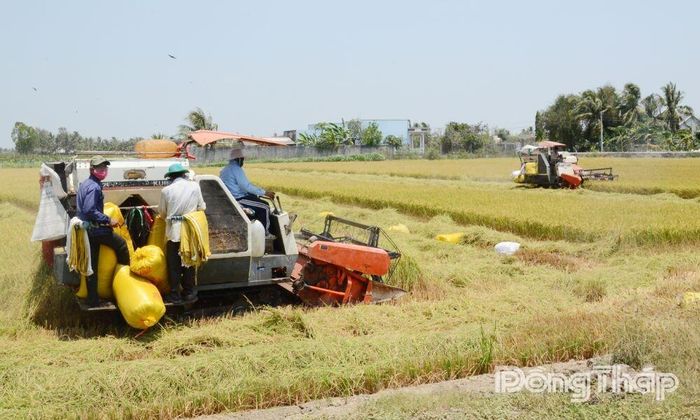 Nông dân xã chủ động ứng dụng khoa học kỹ thuật vào sản xuất lúa.