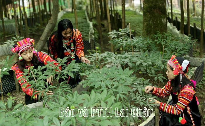 Người dân chăm sóc vườn sâm Lai Châu tại xã Pa Ủ.