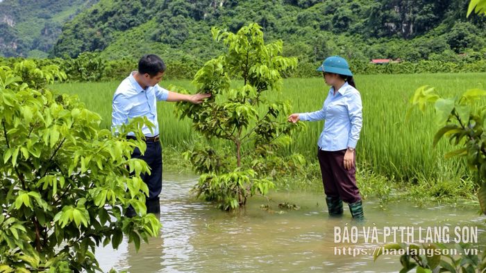Lãnh đạo xã Cai Kinh kiểm tra, nắm bắt tình hình diện tích na bị ngập úng