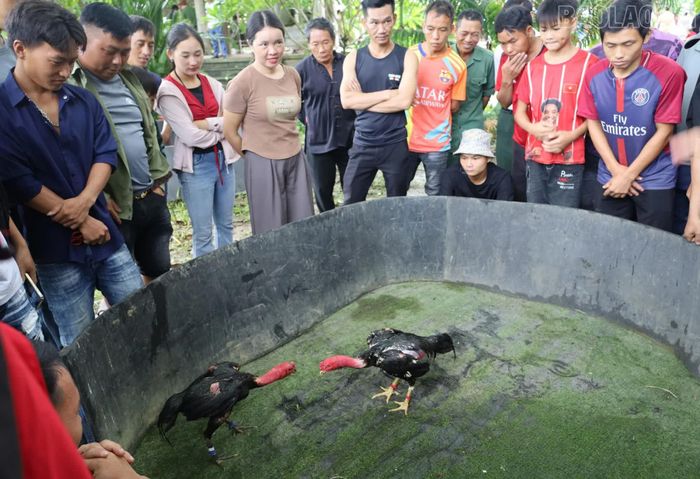 Thi chọi gà.
