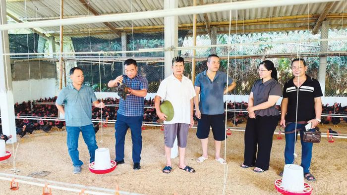 Mường Lai tiếp tục rà soát, định hướng nhân rộng 35 mô hình chăn nuôi.