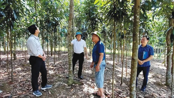 Lãnh đạo xã Cát Thịnh thăm mô hình trồng quế mang lại hiệu quả cao.