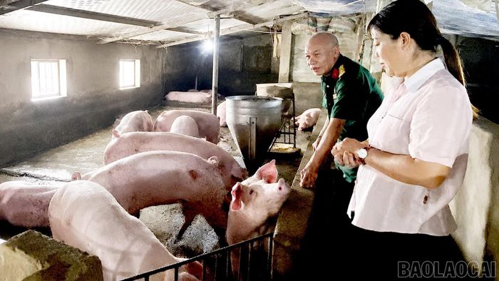 Cựu chiến binh Lê Thành Đồng giới thiệu mô hình chăn nuôi lợn của gia đình tại tổ dân phố số 4, phường Âu Lâu.