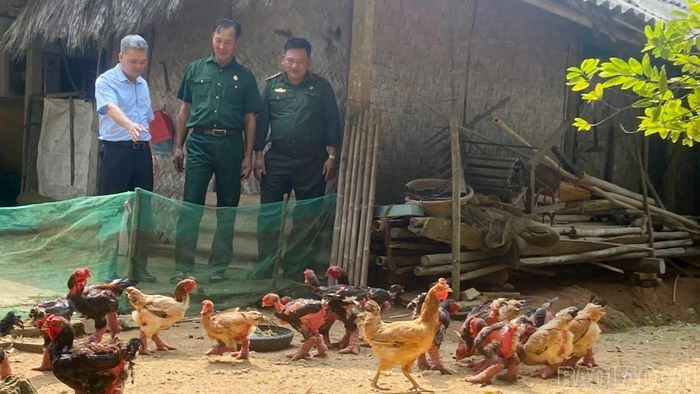 Cán bộ Hội Cựu chiến binh phường Âu Lâu tham quan mô hình nuôi gà Đông Tảo của cựu chiến binh Cao Ngọc Yên, tổ dân phố số 3.