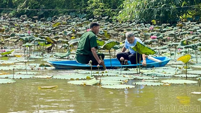 Cựu chiến binh Cao Ngọc Yên tận dụng mặt ao nuôi cá để trồng sen lấy hoa, tạo thêm nguồn thu trên cùng diện tích mặt nước.