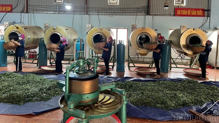 Hợp tác xã chè Suối Giàng từng bước chuẩn hóa quy trình chế biến, xây dựng sản phẩm OCOP và mở rộng thị trường.
