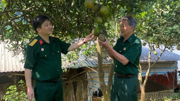 Cựu chiến binh Lê Ngọc Quỳnh (bên phải) giới thiệu vườn bưởi của gia đình tại thôn Đào Kiều, xã Yên Bình.
