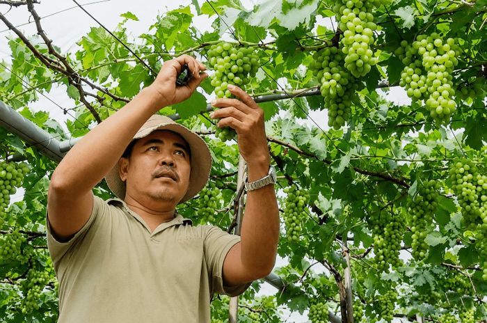 Ông Bích Khánh Dũng ở xã Liên Hương phát triển mô hình trồng nho xanh và nho hồng Nhật. Mỗi giống nho mới mang một đặc trưng riêng, và mang lại chất lượng trái cao