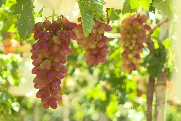 Việc nông dân Chăm xã Liên Hương mạnh dạn đưa giống mới, kỹ thuật mới vào sản xuất đang mở ra hướng đi đúng trong việc chuyển đổi giống cây trồng mới.