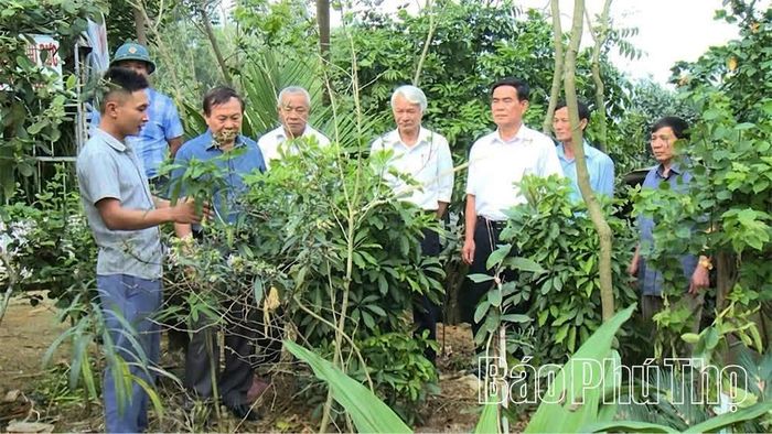 Hợp tác xã trồng các cây dược liệu làm thức ăn cho đàn hươu, tạo chất lượng nhung hươu.