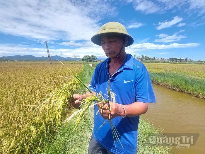 Nhiều diện tích lúa của bà con thôn Văn La bị nhiễm bệnh, bông lép - Ảnh: Đ.N