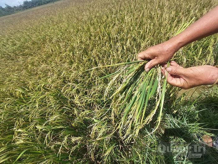 Năng suất lúa giảm mạnh do lúa bị bệnh - Ảnh: Đ.N