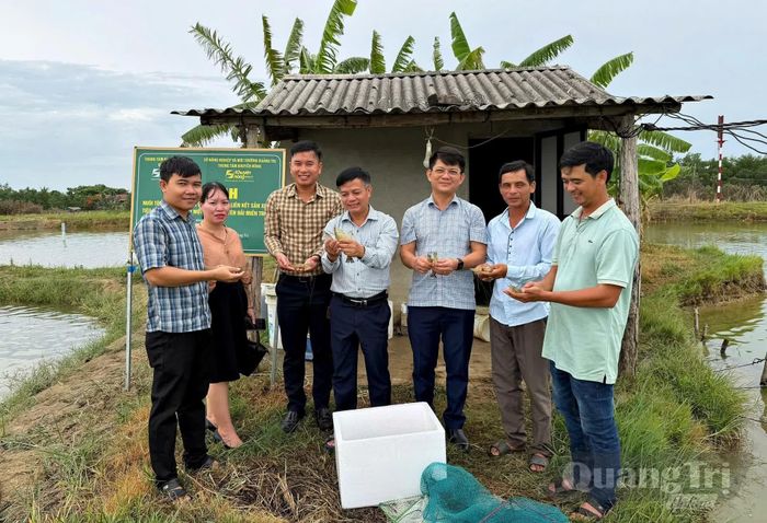 Kiểm tra mô hình nuôi tôm sú 2 giai đoạn gắn với chuỗi liên kết sản xuất, tiêu thụ sản phẩm tại xã Vĩnh Thủy - Ảnh: L.A