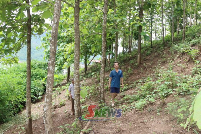 Mô hình trồng rừng sản xuất của nhân dân xã Tân Phong.
