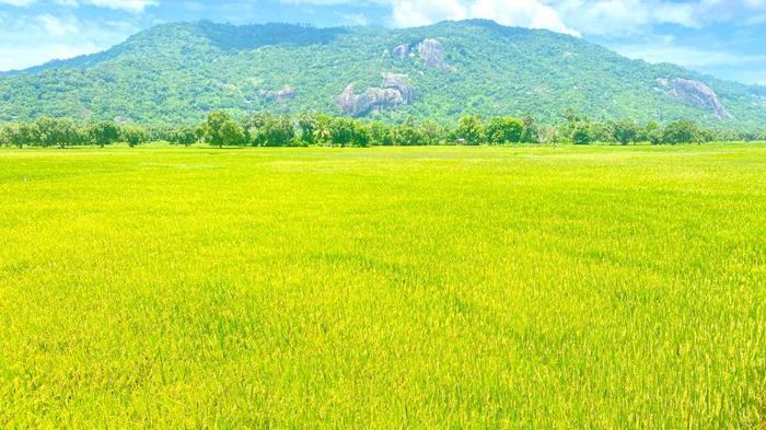 Tri Tôn có tiềm năng lợi thế về sản xuất nông nghiệp nhất là điều kiện hình thành các vùng sản xuất tập trung (Ảnh: Trung tâm DVTH xã Tri Tôn)