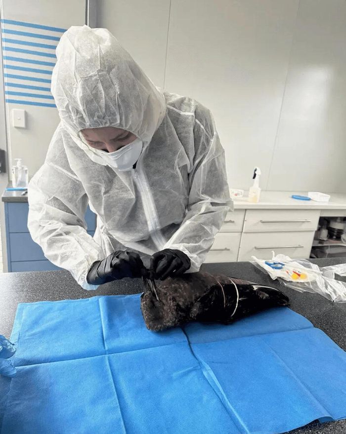 Một bác sĩ thú y lấy mẫu từ một con chim cướp biển nâu đã chết để xét nghiệm cúm gia cầm H5N1 tại Esperance, Australia vào tháng 6. Ảnh: Lori-Ann Shibish/Bệnh viện và Khu bảo tồn Động vật hoang dã Esperance