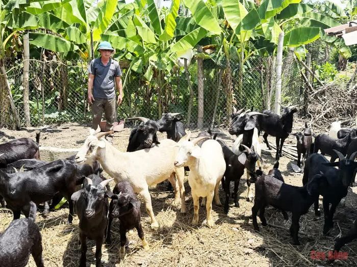 Nhiều hộ dân ở xã Hạ Lang chăn nuôi dê cho thu nhập cao.