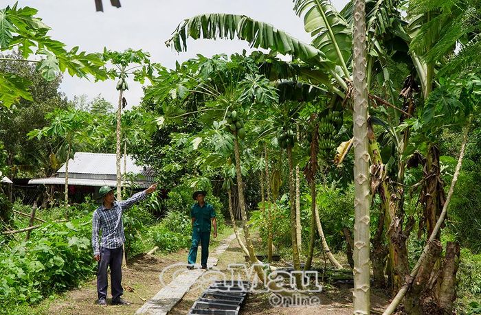  Anh Phạm Duy Khanh, Chủ Điểm du lịch sinh thái Mười Ngọt (bên trái), chăm sóc những loại cây ăn trái trồng trong khuôn viên, chuẩn bị phục vụ du khách dịp lễ.