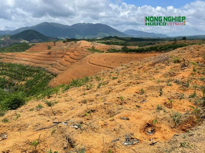 Hình ảnh hiện trạng đất thực hiện dự án “Quản lý bảo vệ rừng, trồng rừng kết hợp chăn nuôi gia súc” của Công ty TNHH Quý Thanh lộc Phát mà Phóng viên ghi nhận ngày 4/6 và ngày 25/6/2026