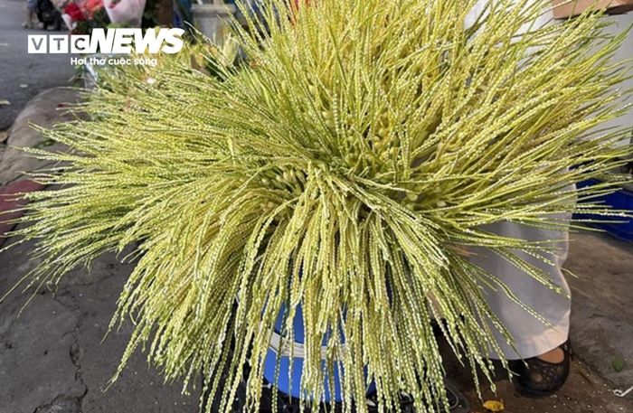 Một tiểu thương cho biết, hoa cau non là mặt hàng rất được ưa chuộng trong dịp rằm tháng 7 năm nay. Lượng khách hỏi mua tăng mạnh, trong khi nguồn hàng không phải lúc nào cũng đáp ứng đủ nhu cầu, vì thế giá thường đắt. Hoa cau được các bà nội trợ ưa chuộng vì có màu trắng tinh, hương thơm nhẹ cùng vẻ đẹp bắt mắt, khác biệt hẳn các loại hoa thông thường.